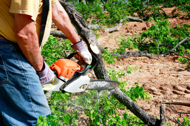 Dexter, GA Tree Removal Company